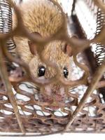 rat brun enfermé dans le piège à rats. photo