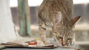 chats errants mangeant dans la rue. un groupe de chats des rues sans abri et affamés mangeant de la nourriture donnée par des bénévoles. nourrir un groupe de chats errants sauvages, concept de protection et d'adoption des animaux photo