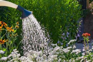 fermer vue de une arrosage magnifique jardin fleurs photo