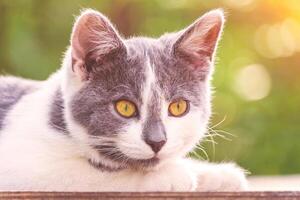 portrait de gris-blanc chaton avec brillant Orange yeux illuminé par lumière du soleil une Contexte de vert les plantes dans le bokeh photo