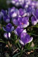 violet fleurs printemps dans Suède photo