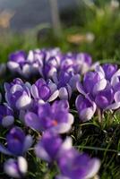 violet fleurs dans le sprintime dans Suède photo