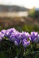 violet fleurs dans le sprintime dans Suède photo