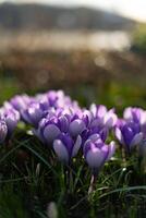 violet fleurs printemps dans Suède photo
