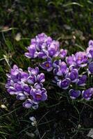 violet fleurs printemps dans Suède photo