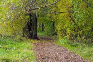 sentier dans la forêt d'automne photo