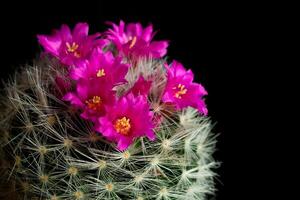 rose fleur de cactus mammillaria photo