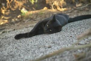le museau d'un chat noir photo
