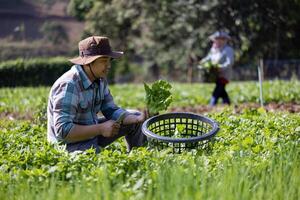 asiatique agriculteur est fraîchement récolte en bonne santé salade salade de le légume organiques ferme approche pour local jardinier et fait maison produire photo