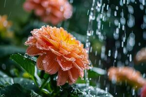 une rose, blanc ou Orange fleur est gracieusement étant arrosé par une eau, entouré par une magnifique Naturel paysage. haute qualité photo