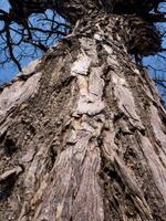 sauvage forêt arbre vivace mort photo