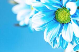 bleu fleur peint Marguerite camomille dans macro fermer. photo