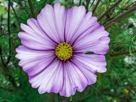 une magnifique lilas fleur dans le jardin photo