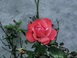 une magnifique Rose dans le parterre de fleurs à l'extérieur le maison photo