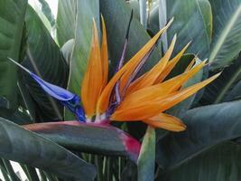 exotique Orange fleur dans le jardin photo