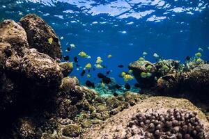 sous-marin scène avec des pierres et tropical poisson. bleu océan photo