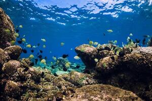 sous-marin scène avec école de poisson plus de des pierres bas. tropical bleu mer photo