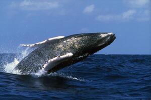 bleu à bosse baleine géant créature, illustrant liberté et majesté, concept de Naturel merveille photo