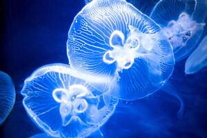 méduse avec tentacules nager dans le l'eau avec une foncé bleu arrière-plan, sous-marin créature photo