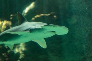 le tête de bonnet requin ou Tête de pelle, sphyrne Tiburo, est une membre de le marteau requin photo