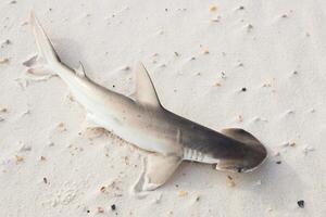 le tête de bonnet requin ou Tête de pelle, sphyrne Tiburo, est une membre de le marteau requin photo