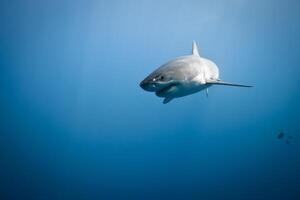 génial blanc requin dangereux attaquer risque concept, sous-marin créature photo