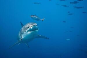 génial blanc requin dangereux attaquer risque concept, sous-marin créature photo
