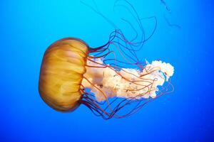 méduse avec tentacules nager dans le l'eau avec une foncé bleu arrière-plan, sous-marin créature photo