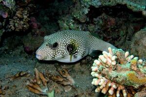 gonflé puffer poisson, porc-épic poisson comme une ballon. effrayé poisson-globe fermer. sous-marin la photographie photo