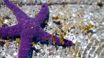 mer étoile ou étoile de mer Pâques réticulatus sur une sablonneux fond marin photo