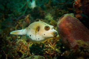 gonflé puffer poisson, porc-épic poisson comme une ballon. effrayé poisson-globe fermer. sous-marin la photographie photo