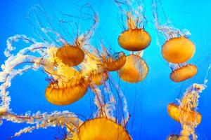 méduse avec tentacules nager dans le l'eau avec une foncé bleu arrière-plan, sous-marin créature photo