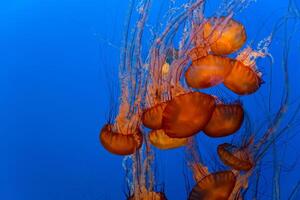 méduse avec tentacules nager dans le l'eau avec une foncé bleu arrière-plan, sous-marin créature photo