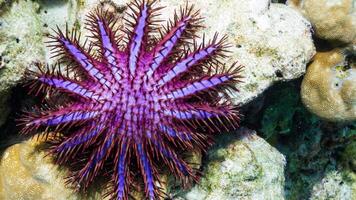 mer étoile ou étoile de mer Pâques réticulatus sur une sablonneux fond marin photo