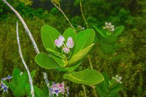 biduri fleur plante ou calotrope gigantea dans le sauvage photo