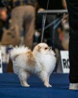 une marrant loulou, une minuscule chien. photo