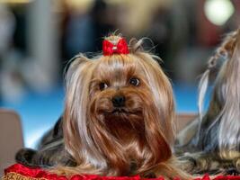 marrant Yorkshire terrier, minuscule chiens. photo