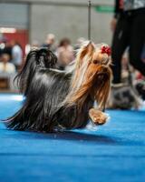 marrant Yorkshire terrier, minuscule chiens. photo