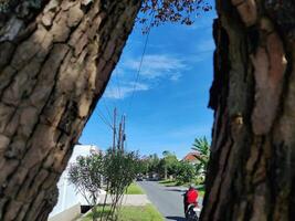 durian arbre écorce texturé contre bleu ciel photo