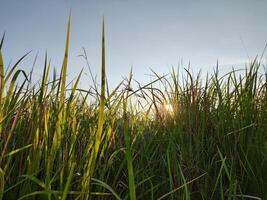 plein Cadre prairie contre bleu ciel dans le après midi photo