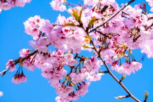 belle fleur de cerisier sakura fleurissant contre le ciel bleu pleine floraison au printemps photo