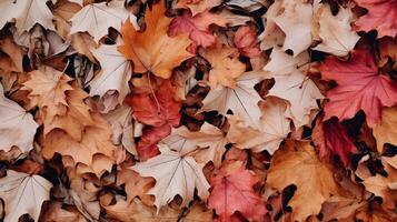 l'automne Contexte avec une lot de coloré déchue feuilles occupant tout le espace photo