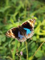 une papillon terres sur une fleur photo