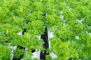 légumes bio prêts à être livrés aux clients et poussant en pépinière.