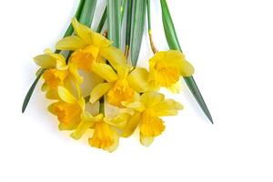 magnifique Jaune fleurs jonquilles sur une blanc Contexte photo