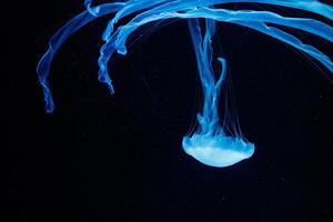 macro de une magnifique méduse chrysaore chinensis photo