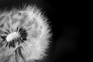 fermer de blanc artistique pissenlit avec flou spectaculaire foncé arrière-plan, artistique la nature fermer. printemps été Prairie champ bannière arrière-plan, doux lumière du soleil. liberté, inspirer, paisible et idyllique photo