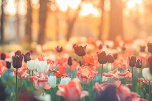 incroyable Frais tulipe fleurs épanouissement dans tulipe champ en dessous de Contexte de floue tulipe fleurs en dessous de le coucher du soleil lumière. romantique printemps la nature magnifique Naturel printemps scène, texture pour conception fond photo