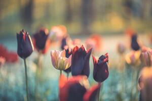 incroyable Frais tulipe fleurs épanouissement dans tulipe champ en dessous de Contexte de floue tulipe fleurs en dessous de le coucher du soleil lumière. romantique printemps la nature magnifique Naturel printemps scène, texture pour conception fond photo