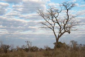 beau paysage près de la zone des bushmen. Kalahari, Namibie photo